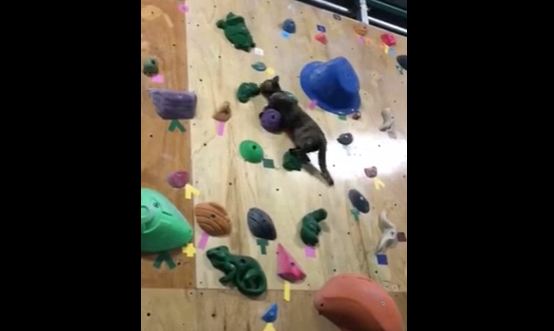 This Amazing Cat Is Climbing Wall , Like A Real Champion. 