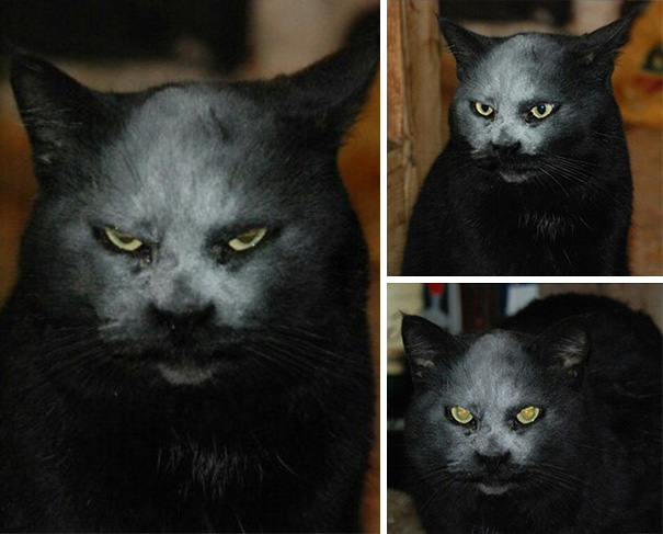 Black Cat Looking Like a Real Demon, Just Got Covered In Flour