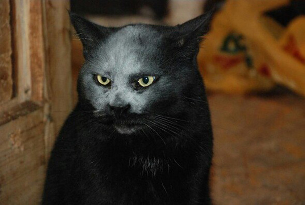 Black Cat Looking Like a Real Demon, Just Got Covered In Flour