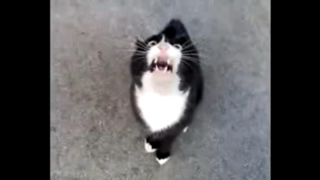 Possessed  Cat Speaking With A Scary Demonic Voice . Must WATCH ! 