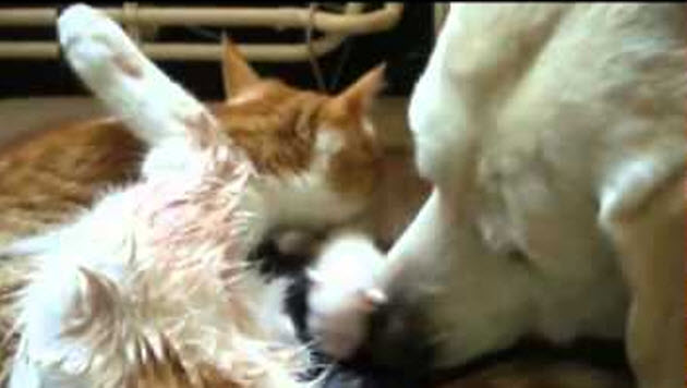 Kind Dog Helps Cat To Give Birth To Tiny Cute Kittens.  Heartwarming Video.