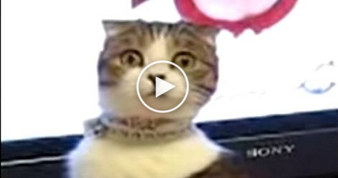 The Most Dramatic Cat Will Stare Directly Into Your Soul. Just Unbelievable !
