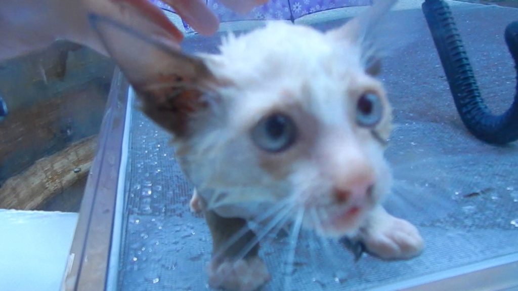 Drowning Kittens Rescued In Last Moment. This Will Melt Your Heart ! Watch Now !