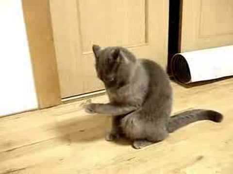 Cat Thought It Was Fun Playing With A Duct Tape, But Watch What Happens Next ..