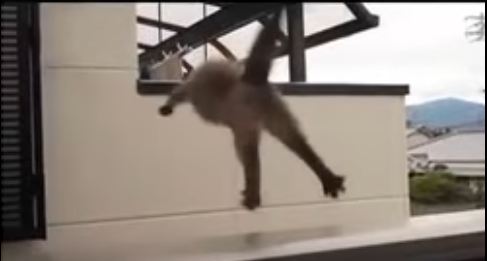 Fat Cat Tries To Jump, But.... The Biggest Fail EVER ! Hilarious Video !