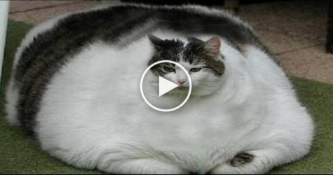 These Are the 5 Fattest Cats In The World. I couldn`t Believe My Eyes