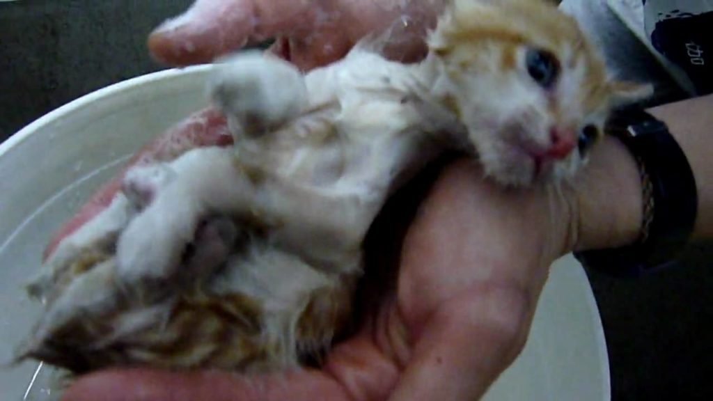 Rescued Kitten Covered in Fleas Taking a First Bath. Heartwarming VIDEO !