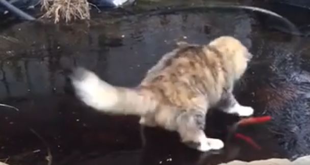Cute Cat Trying To Catch Fish Under Frozen Lake. Hilarious Video !
