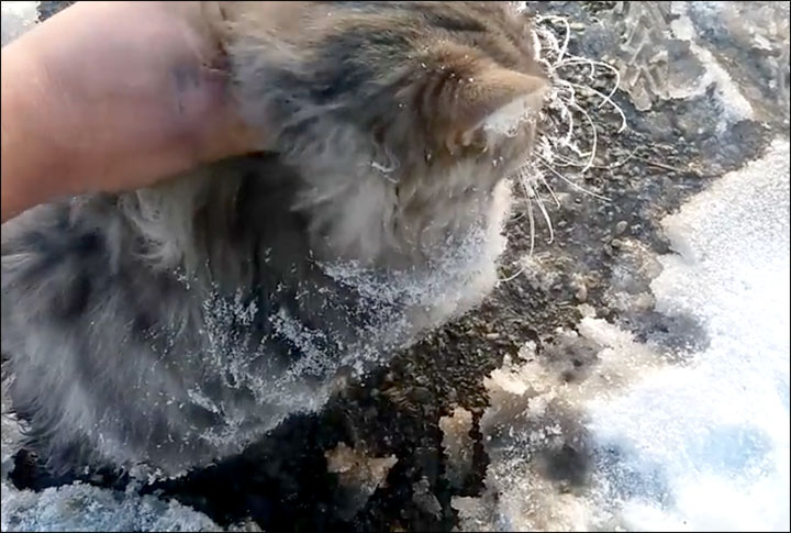 Lucky Cat is Rescued After Get Frozen To The Ground On -35C