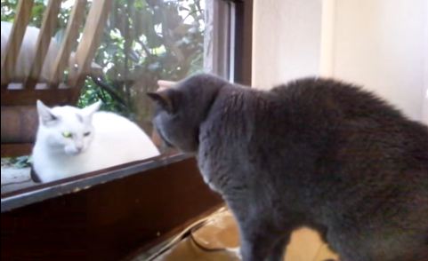 The Neighbor`s Cat Knocked on The Glass Door, But When House Cat Noticed Her ....