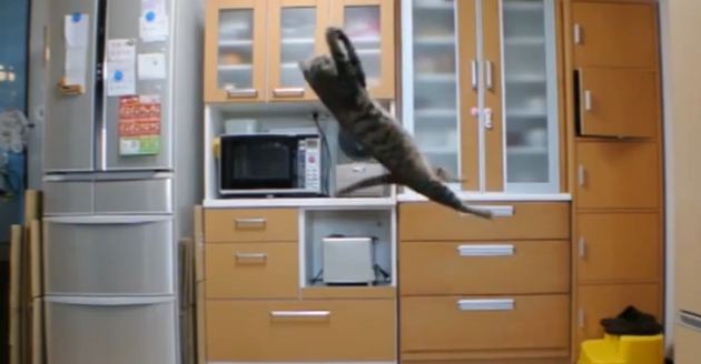This Cat Will Be The Best Goalkeeper. Just Look At That Incredible Jump !