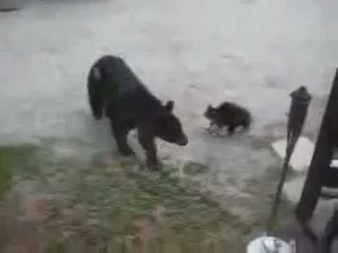 Hero Cat Protects Family From Angry Bear. Brave Kitty !