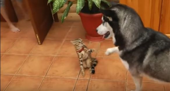 Husky And Kitty Greeting Each Other With Touching Their Paws. Heartwarming VIDEO !