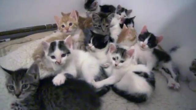 So Many Rescued Kittens In One Room Staring Directly at You. Must Watch !