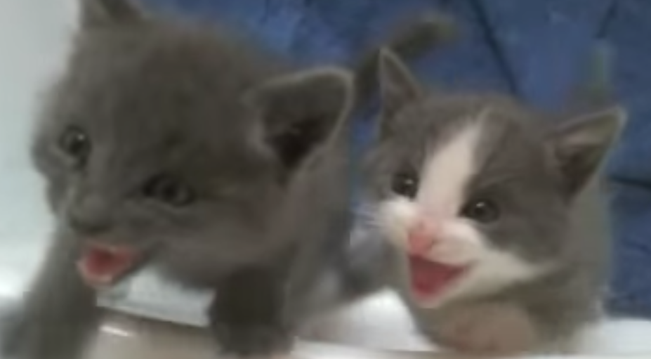 You Have to See The Cutest Kitten Chorus. Amazing Rescued Kitties.