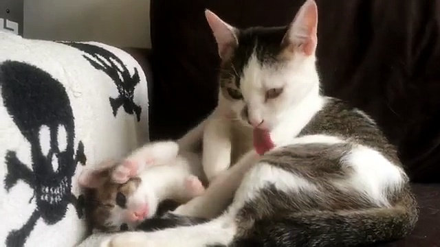Mom Cat Was Cleaning Herself, When Kitten Decided To Copy Her. Cuteness Overloaded.