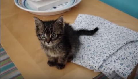 They Found This Cute Lonely Kitten In Their Garden. Amazing Rescue Story !