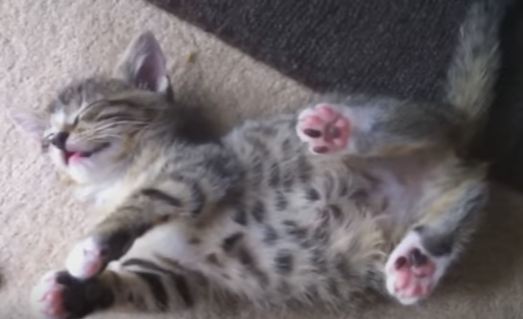 Cute Little Kitten Plays Dead After Fighting With Her Sister. Amazing Video