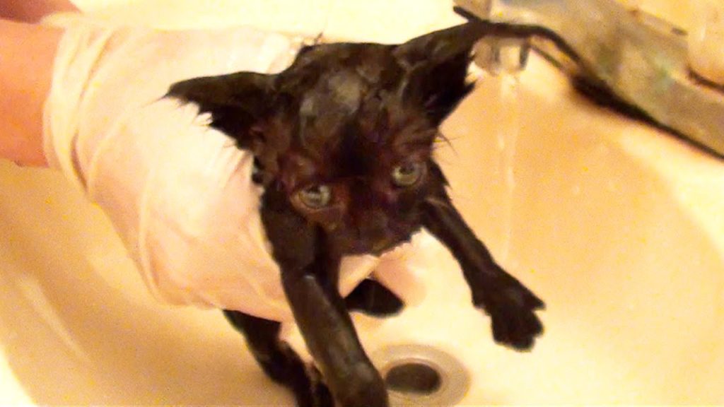 Little Black Kitty`s First Bath. Adorable Moment !