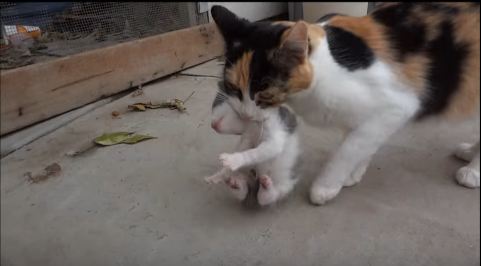Mom Cat Carries Her Newborn Kitten To a Safe Place. Amazing Video !