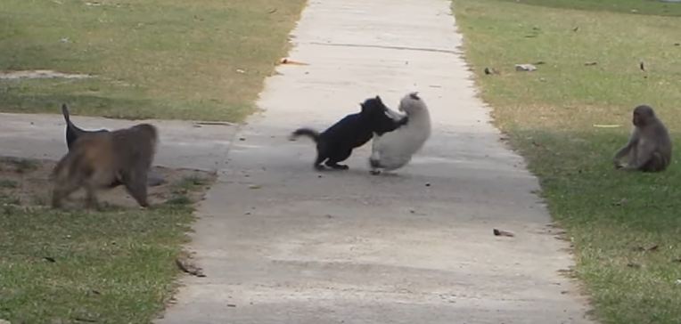 Monkeys Break Up Cat Fight. Incredible Video !