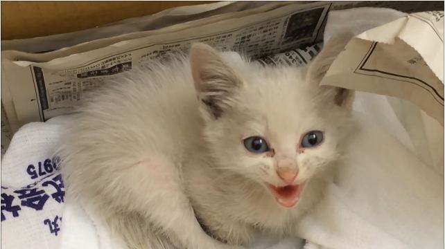 They Rescued a Kitten Thrown In Trash Can. One Hour Later... Incredible ...