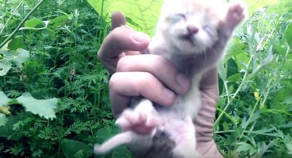 They Rescued A Newborn Kitten From Certain Death. Heart Melting Story ( VIDEO )