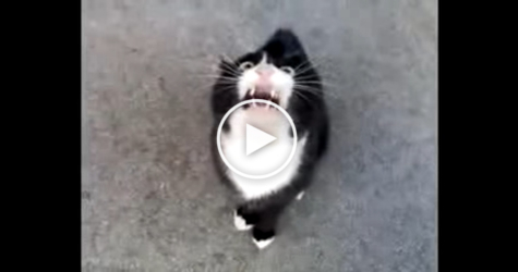 Possessed Cat Speaking With A Scary Demonic Voice . Must WATCH !