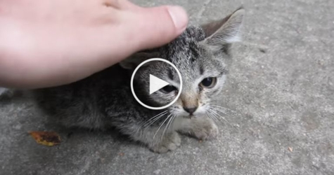 Guy Found Two Abandoned Kittens In His Yard. What Happens Next Is Heartwarming !