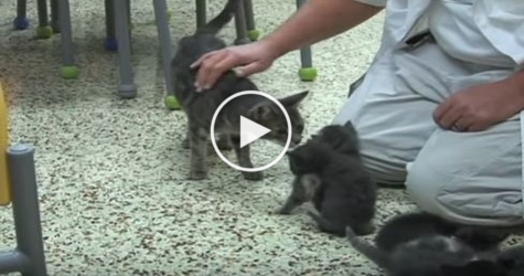 Wonderful Kitties Reunited With Abused Mom Cat. Heartwarming Video !