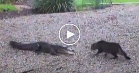 Angry Alligator Attacked Fearless Cat. Watch What Happens Next !