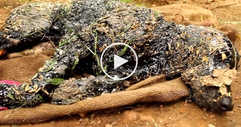 Kind People Rescued a Dog Covered in Tar From a Horrible Death