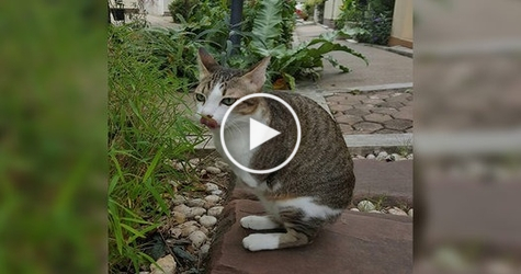 Amputee Cat With Only Two Legs Never Gives Up ! Hero Cat !