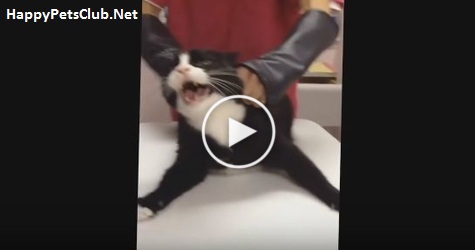 Angriest Cat Attacks The Vet. Never Seen Anything Like This Before