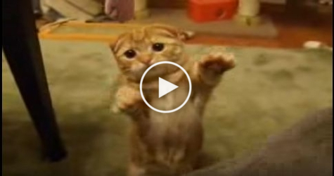 The Most Awesome Kitty Standing Like A Real Human. Must Watch !