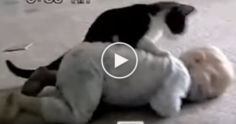 Cutest Wrestling Match Ever Between Baby And Cat. Hilarious !