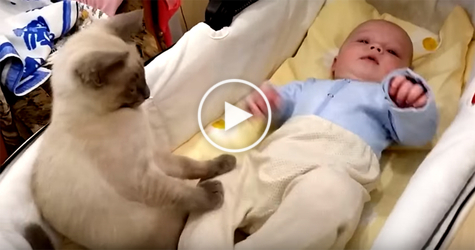 Wonderful Kitty Calming Down This Cute Baby. Heartwarming Video !