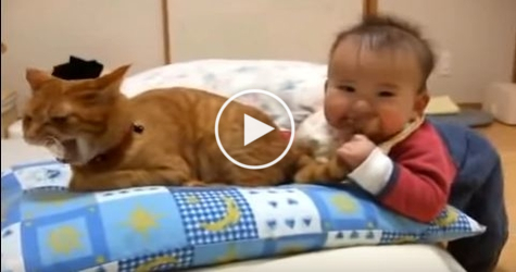Baby Biting Cat Tail. Watch The Reaction of The Cat ! Must WATCH !