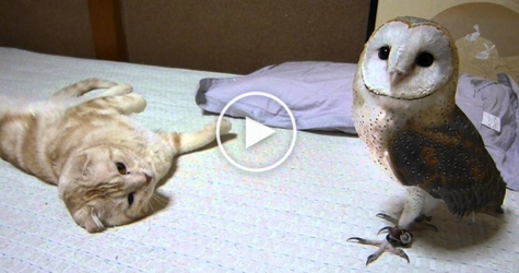 Kitty And Barn Owl Are The Best Friends. Heartwarming VIDEO !