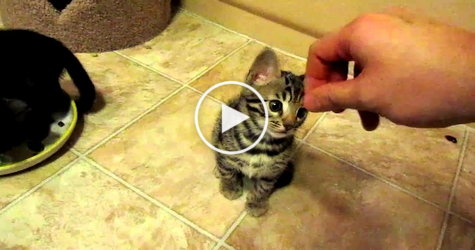 Sweet Bengal Kitty Fascinated With Hand. Cute Video !