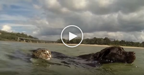 Cat And Dog Swimming In The Ocean. This Is A PURE Happiness ! Must Watch