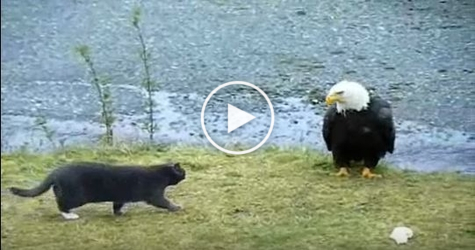 Eagle Stole Cat`s Food. The Cat Was Very Confused !