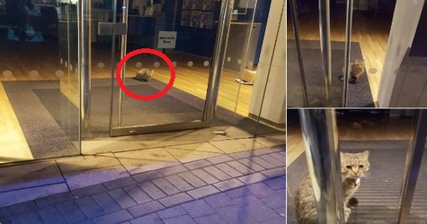 Cat Robber Found Stranded In England Bank