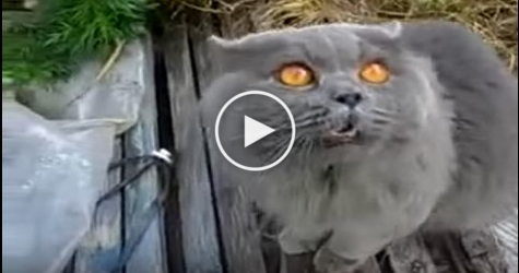 Hilarious Cat`s Reaction When Her Human Said That is Enough Playing For Today