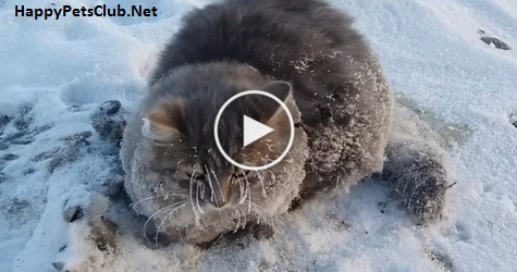 Lucky Cat is Rescued After Get Frozen To The Ground On -35C