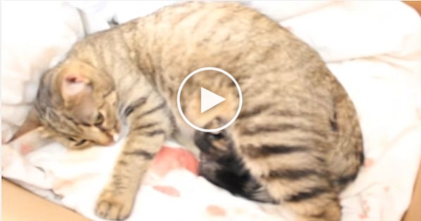 Mom Cat Giving Birth To Tiny Kittens. Precious Moment !