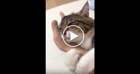 Sweet Cat Hugging Her Owner`s Arm And Refuses To Let Go. Heartwarming VIDEO