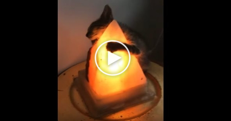 Cute Kitten Hugging a Warm Lamp. Heartwarming Video !