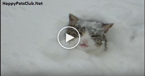 This Cute Kitty Burrows In The Snow. Incredible Video. Must Watch