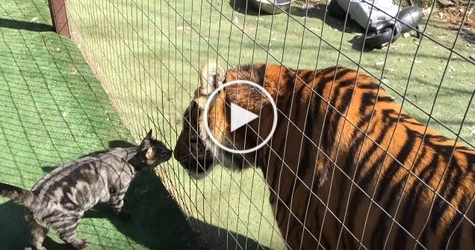 Brave Cat Kisses a Tiger And Walks Away. Unbelievable Video !